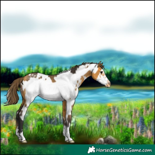 Horse Color:White Spotted Buckskin Frame Appaloosa Rabicano 