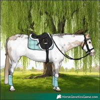 Horse Color:White Spotted Buckskin Frame Appaloosa Rabicano