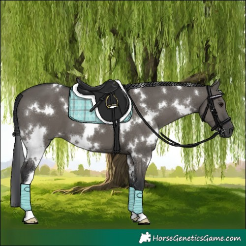 Horse Color:White Spotted Grullo 