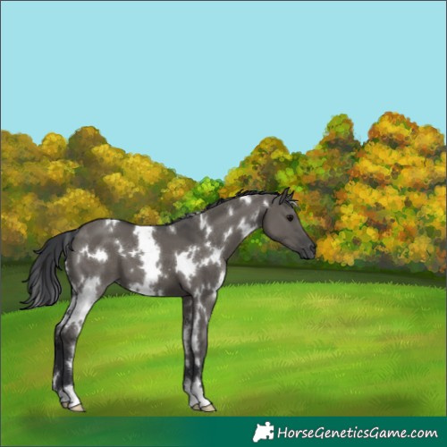 Horse Color:White Spotted Grullo 