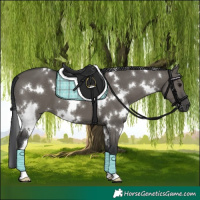 Horse Color:White Spotted Grullo