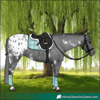 Horse Color:White Spotted Black Appaloosa 