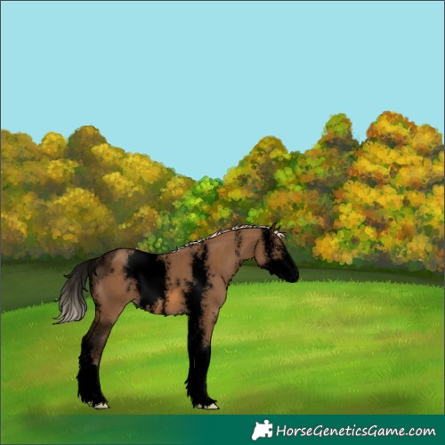 Horse Color:Void Chocolate Palomino Sabino 