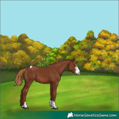 Horse Color:Unknown 