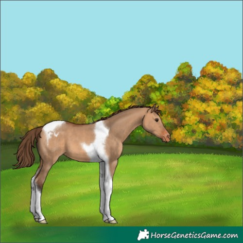 Horse Color:Bay Dun Tobiano Appaloosa 