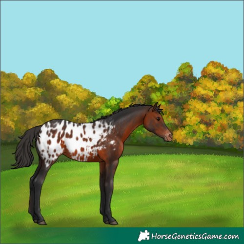 Horse Color:Brown Appaloosa 