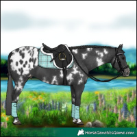 Horse Color:White Spotted Black Blanket 