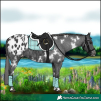 Horse Color:White Spotted Black Appaloosa