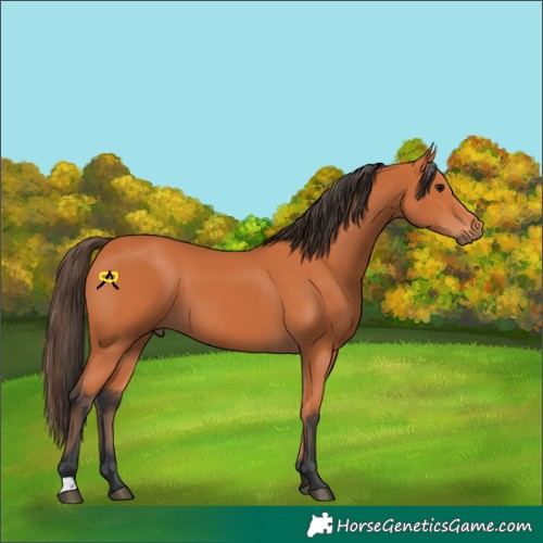 Horse Color:Bay 
