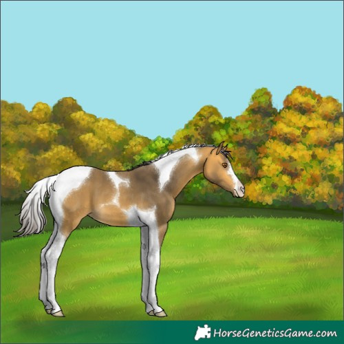 Horse Color:Buckskin Tobiano 