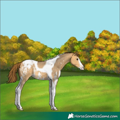 Horse Color:Buckskin Dun Sabino Tobiano Appaloosa 