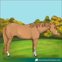 Horse Color:Chestnut 