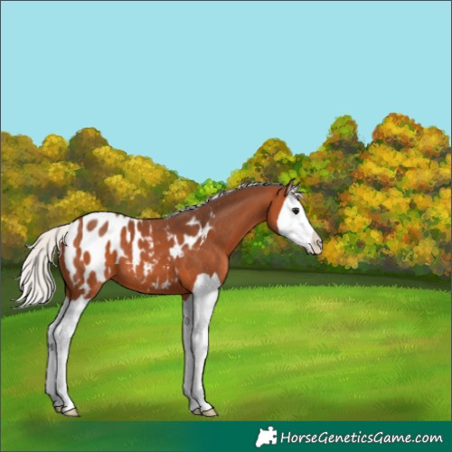Horse Color:Silver Bay Splash Appaloosa 