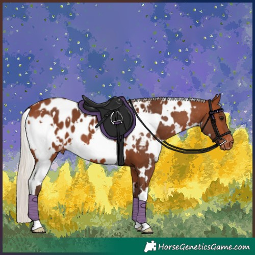 Horse Color:White Spotted Silver Brown Appaloosa 