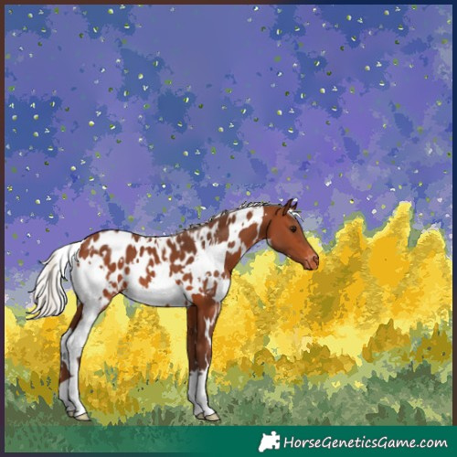 Horse Color:White Spotted Silver Brown Appaloosa 