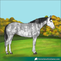 Horse Color:Blue Roan Sabino Splash  and Blue Roan Sabino Splash 