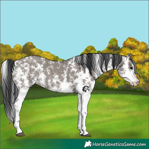 Horse Color:Grullo Sabino Rabicano
