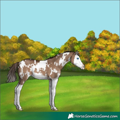Horse Color:White Spotted Liver Red Dun Sabino Splash 