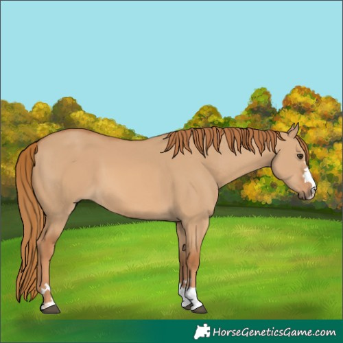 Horse Color:Red Dun 