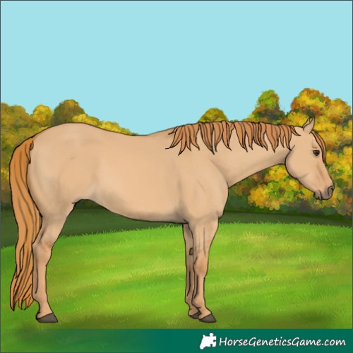 Horse Color:Red Dun 