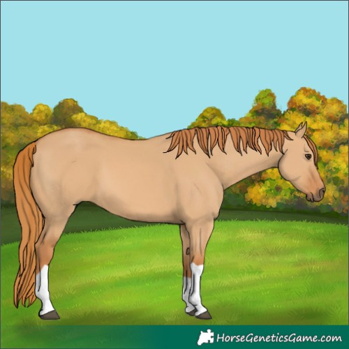 Horse Color:Red Dun Tobiano 