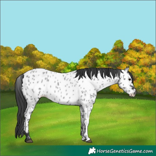 Horse Color:Blue Roan Near Leopard