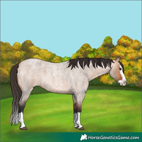 Horse Color:Bay Roan Dun Splash 
