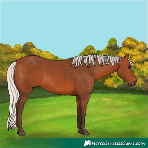 Horse Color:Silver Bay 