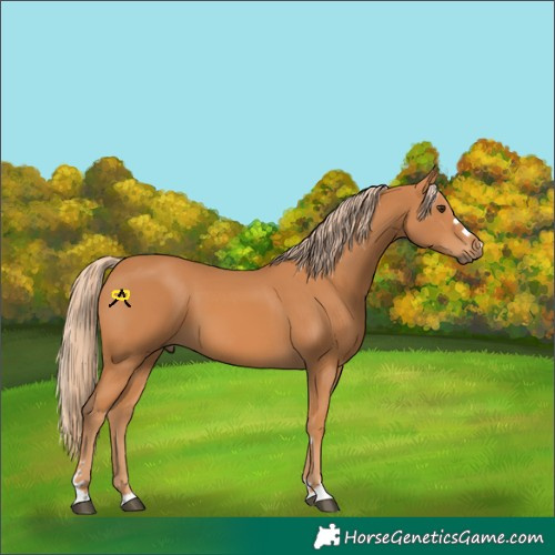Horse Color:Chestnut 