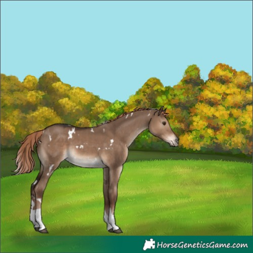 Horse Color:White Spotted Liver Red Dun Tobiano Rabicano 