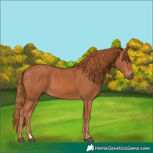 Horse Color:Chestnut 
