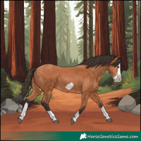 Horse Color:Bay Splash Frame