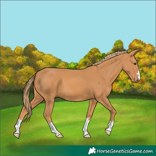 Horse Color:Chestnut 