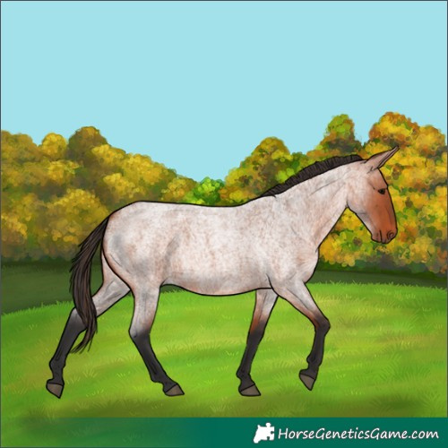 Horse Color:Bay Roan 