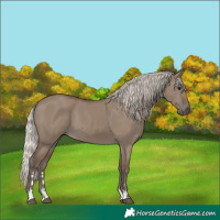 Horse Color:Silver Grullo
