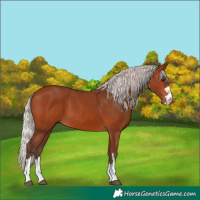 Horse Color:Silver Bay 