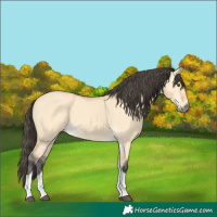 Horse Color:Buckskin Dun Tobiano 