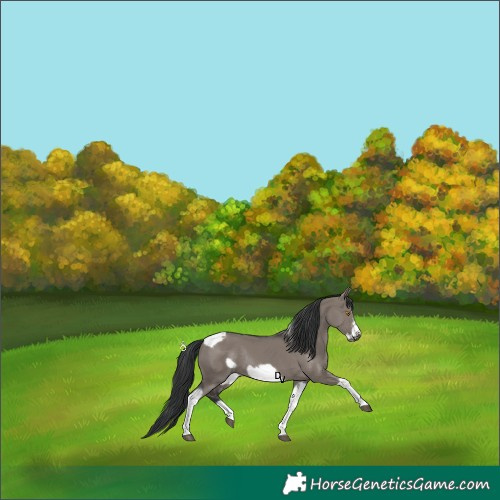 Horse Color:Grullo Sabino Tobiano Frame Rabicano 