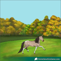 Horse Color:Liver Red Dun Tobiano 