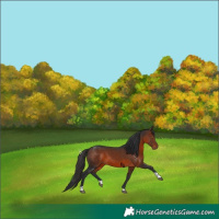 Horse Color:Brown Tobiano 