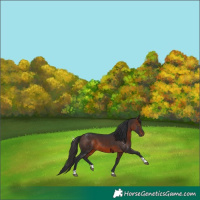 Horse Color:Brown Tobiano 