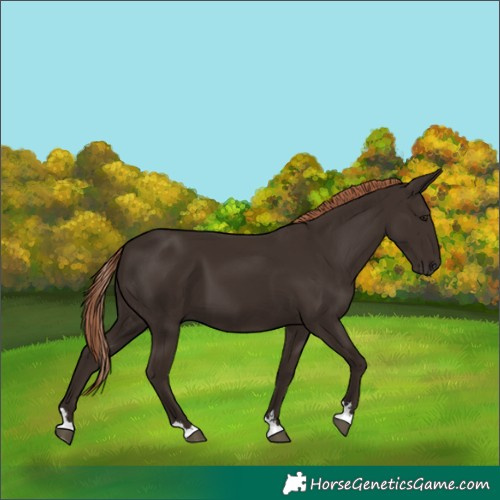 Horse Color:Liver Chestnut