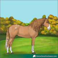 Horse Color:Chestnut Splash Appaloosa 