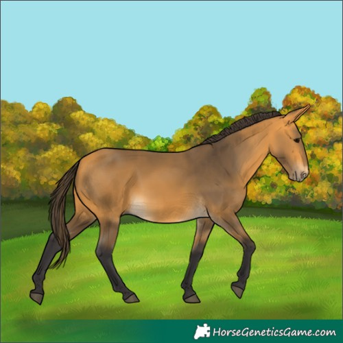 Horse Color:Buckskin