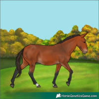 Horse Color:Bay 