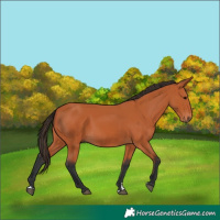 Horse Color:Bay 