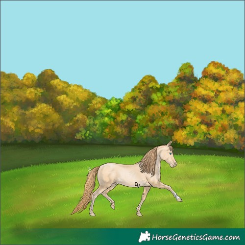 Horse Color:Buckskin Pearl Rabicano 