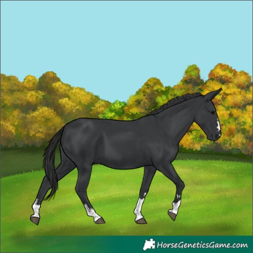 Horse Color:Black 
