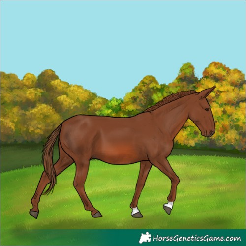 Horse Color:Chestnut 