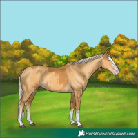 Horse Color:Palomino Splash and Gold Cream Champagne Splash